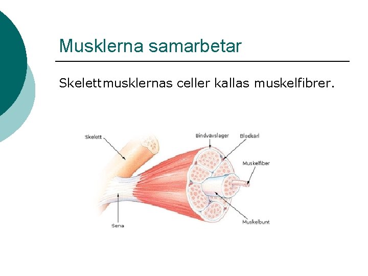 Musklerna samarbetar Skelettmusklernas celler kallas muskelfibrer. Musklerna samarbetar Skelettmusklernas celler kallas muskelfibrer.