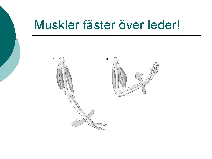 Muskler fäster över leder! Muskler fäster över leder!