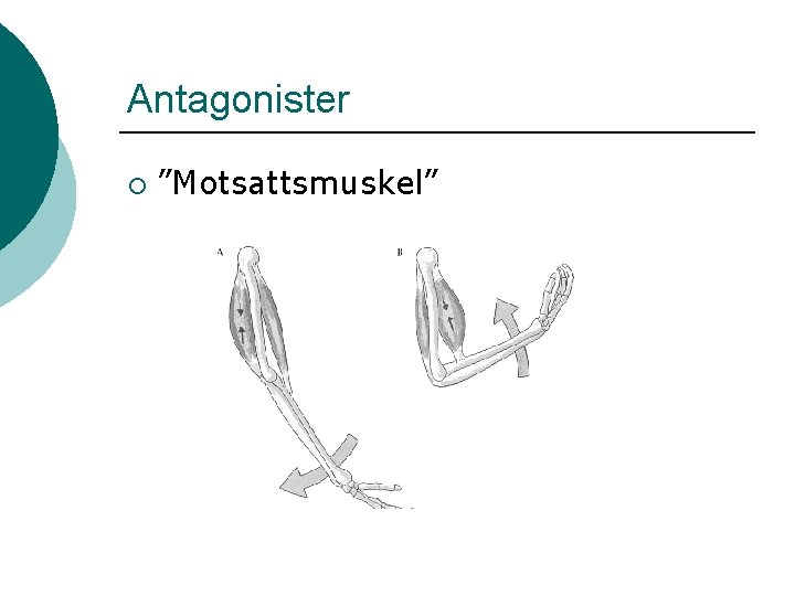 Antagonister ¡ ”Motsattsmuskel” Antagonister ¡ ”Motsattsmuskel”