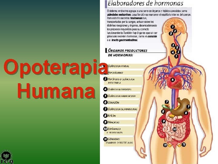 Opoterapia Humana 