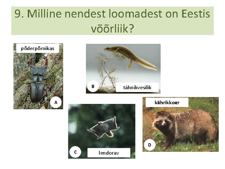 9. Milline nendest loomadest on Eestis võõrliik? põderpõrnikas B tähnikvesilik kährikkoer A D C