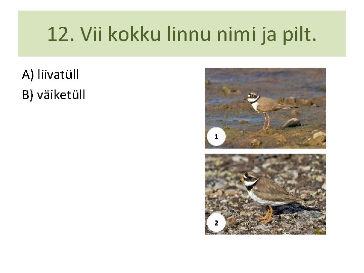 12. Vii kokku linnu nimi ja pilt. A) liivatüll B) väiketüll 1 2 