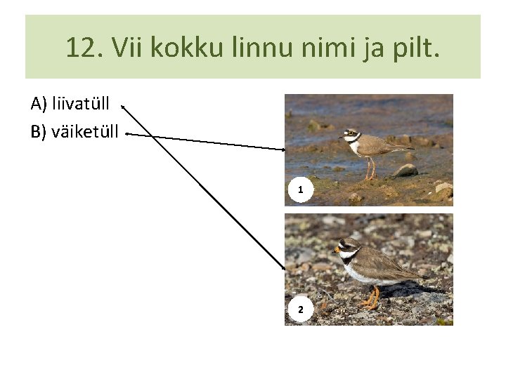 12. Vii kokku linnu nimi ja pilt. A) liivatüll B) väiketüll 1 2 