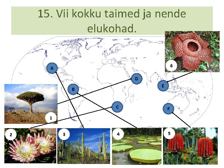 15. Vii kokku taimed ja nende elukohad. 6 A D E B C F