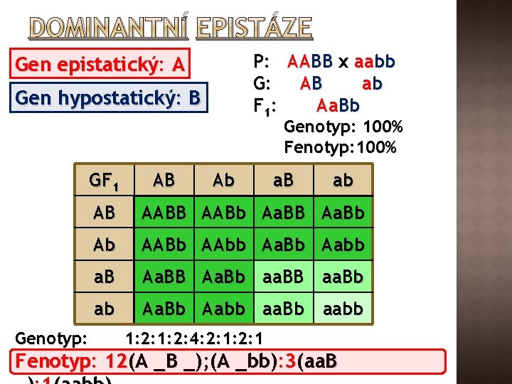 DOMINANTNÍ EPISTÁZE P: AABB x aabb G: AB ab F 1: Aa. Bb Gen