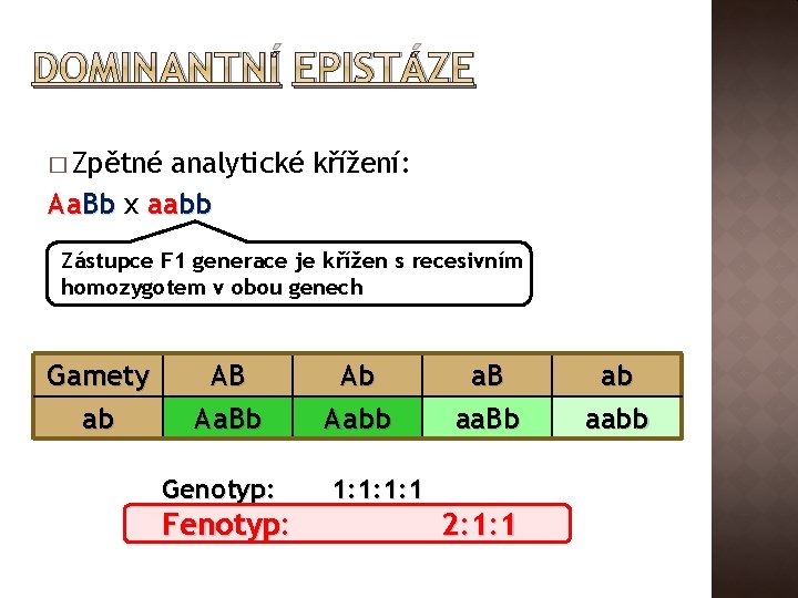 DOMINANTNÍ EPISTÁZE � Zpětné analytické křížení: Aa. Bb x aabb Zástupce F 1 generace