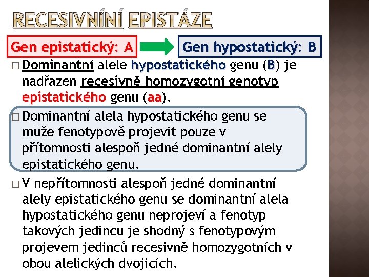 RECESIVNÍNÍ EPISTÁZE Gen epistatický: A � Dominantní Gen hypostatický: B alele hypostatického genu (B)