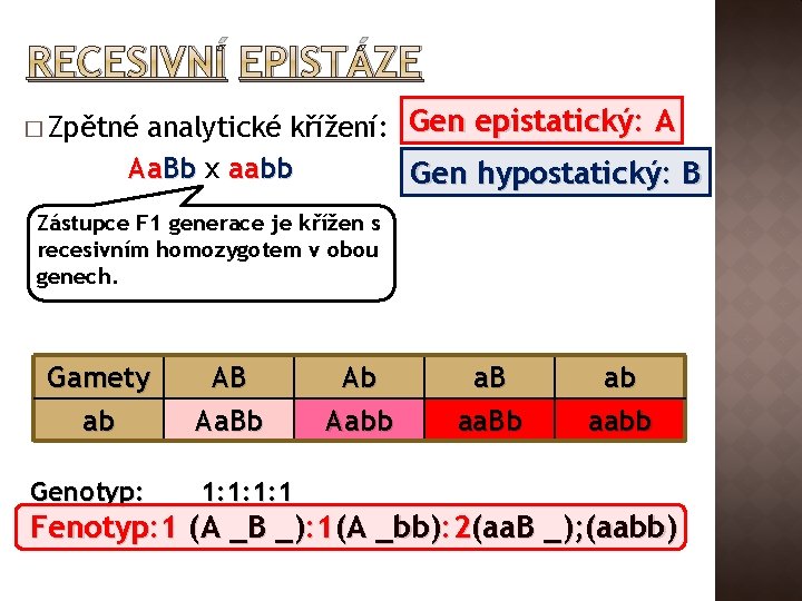 RECESIVNÍ EPISTÁZE analytické křížení: Gen epistatický: A Aa. Bb x aabb Gen hypostatický: B