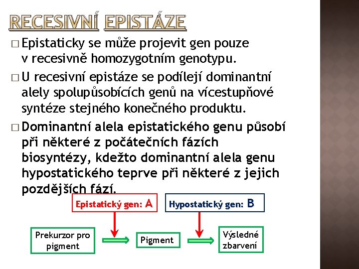 RECESIVNÍ EPISTÁZE � Epistaticky se může projevit gen pouze v recesivně homozygotním genotypu. �