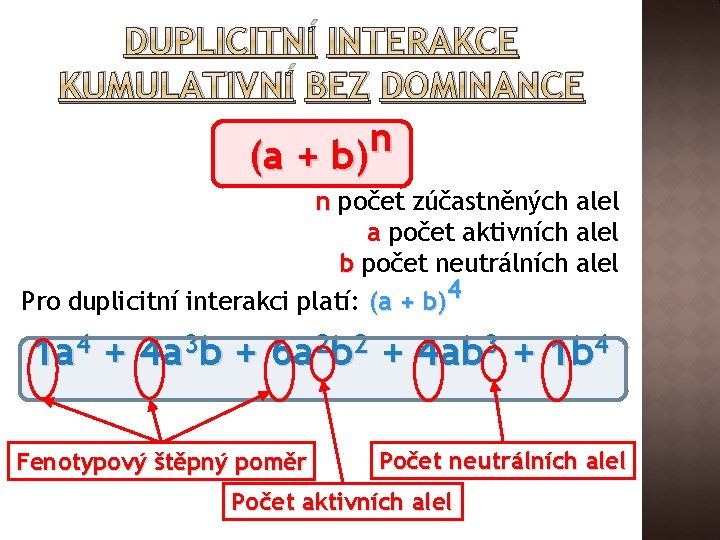 DUPLICITNÍ INTERAKCE KUMULATIVNÍ BEZ DOMINANCE n (a + b) n počet zúčastněných alel a