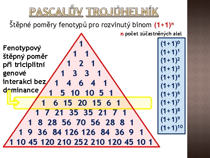 PASCALŮV TROJÚHELNÍK Štěpné poměry fenotypů pro rozvinutý binom (1+1)n n počet zúčastněných alel 1