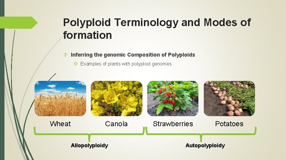 Polyploid Terminology and Modes of formation Inferring the genomic Composition of Polyploids Examples of