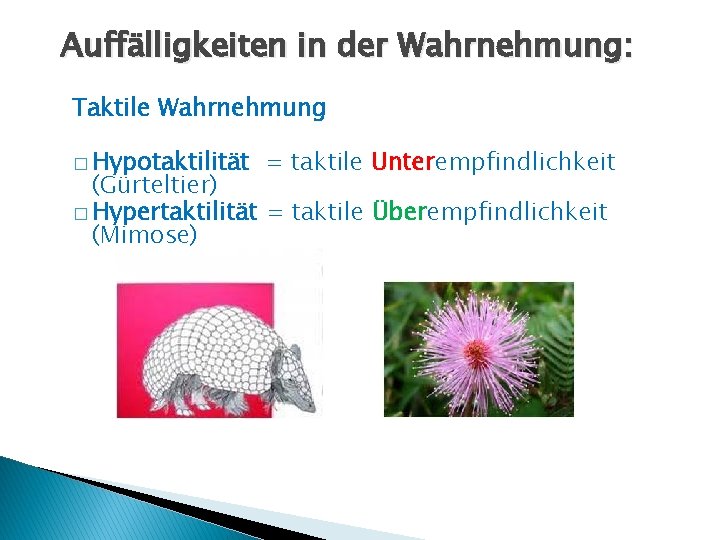 Auffälligkeiten in der Wahrnehmung: Taktile Wahrnehmung � Hypotaktilität = taktile Unterempfindlichkeit (Gürteltier) � Hypertaktilität