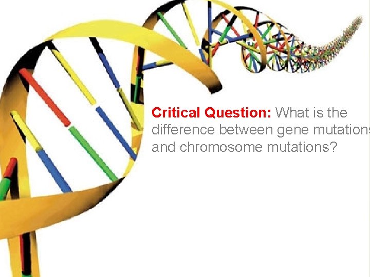 Critical Question: What is the difference between gene mutations and chromosome mutations? 