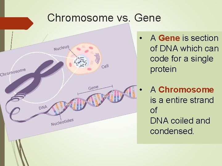 Chromosome vs. Gene • A Gene is section of DNA which can code for