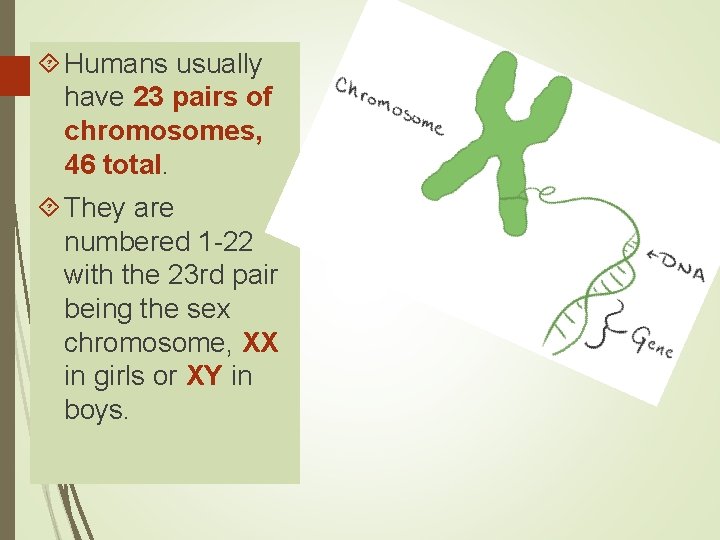  Humans usually have 23 pairs of chromosomes, 46 total. They are numbered 1
