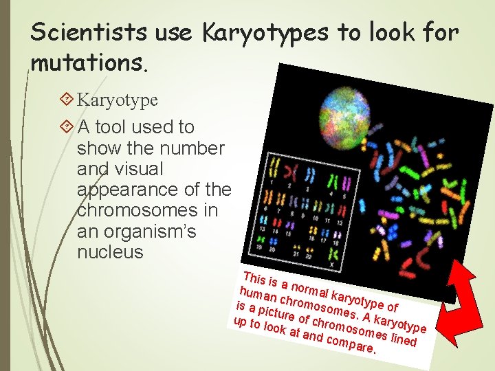 Scientists use Karyotypes to look for mutations. Karyotype A tool used to show the