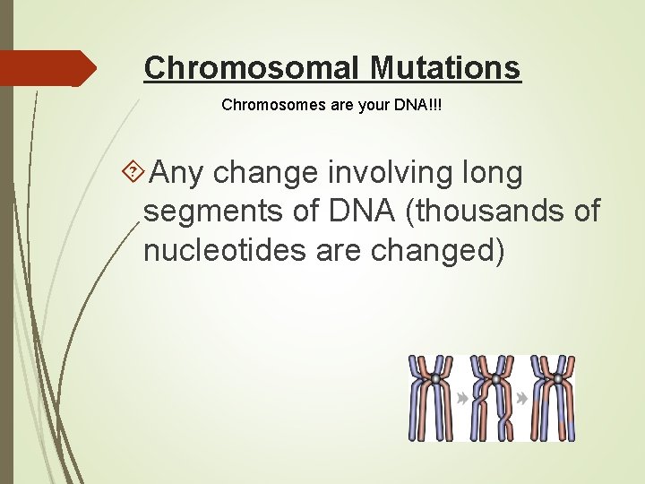 Chromosomal Mutations Chromosomes are your DNA!!! Any change involving long segments of DNA (thousands