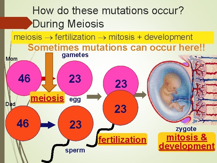 How do these mutations occur? During Meiosis meiosis fertilization mitosis + development Sometimes mutations