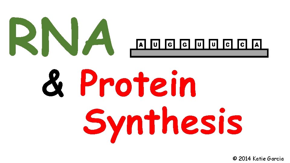 RNA & Protein Synthesis © 2014 Katie Garcia 