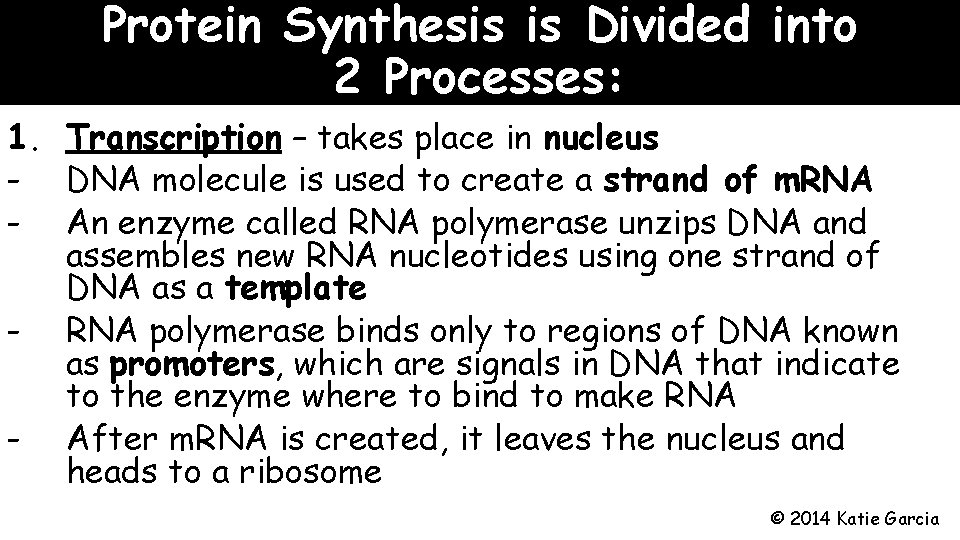 Protein Synthesis is Divided into 2 Processes: 1. Transcription – takes place in nucleus