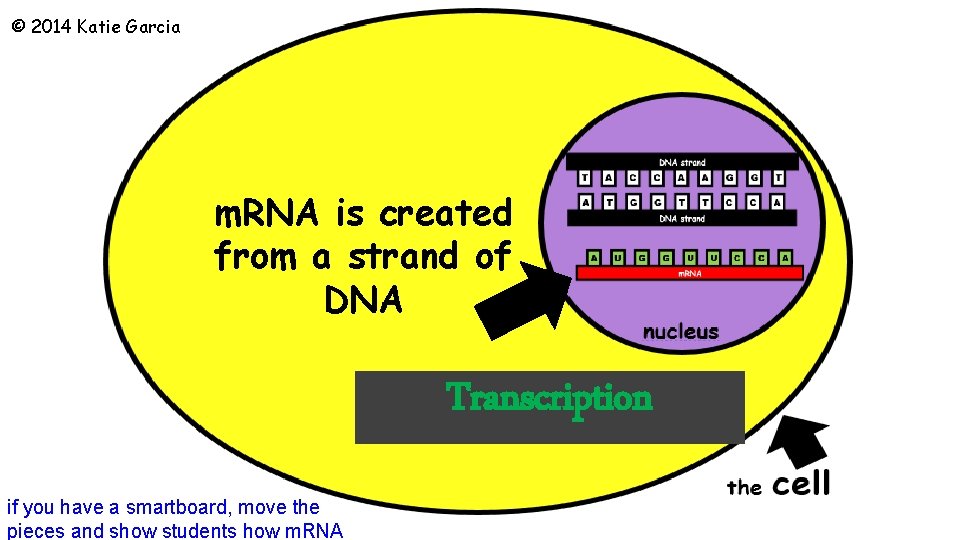 © 2014 Katie Garcia m. RNA is created from a strand of DNA Transcription