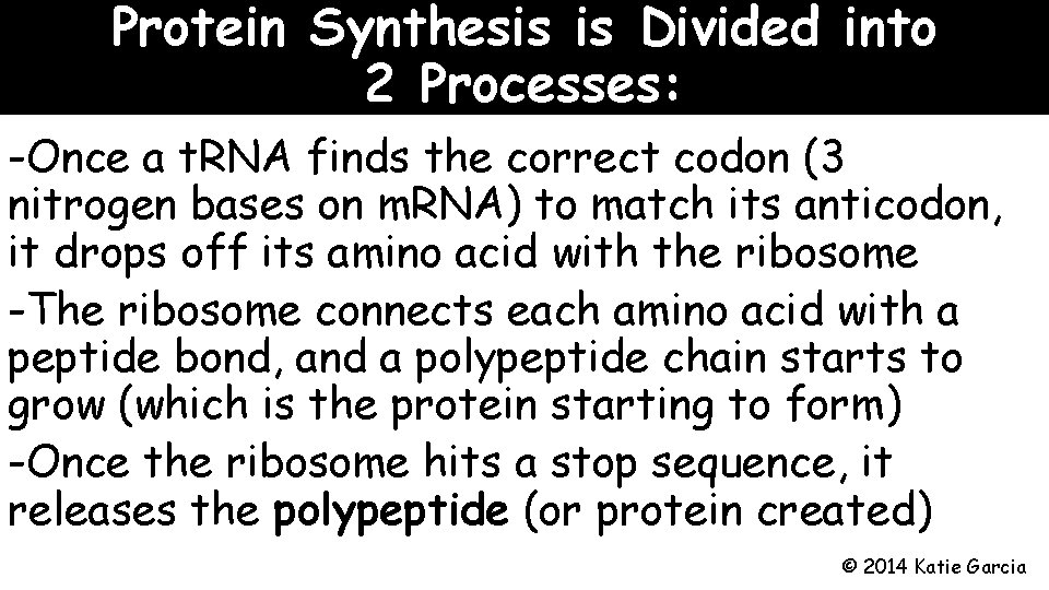 Protein Synthesis is Divided into 2 Processes: -Once a t. RNA finds the correct