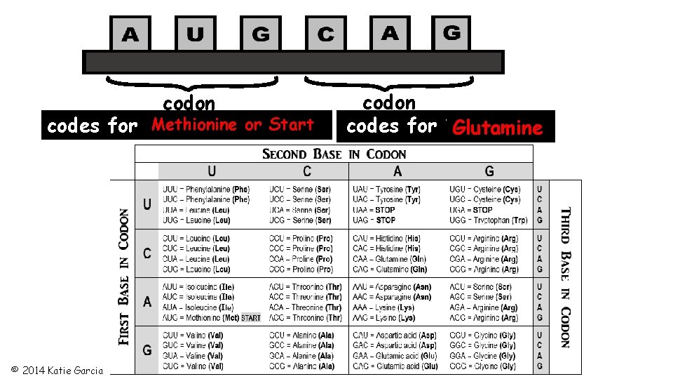 codon Methionine or Start codes for ? ? ? ? ? © 2014 Katie