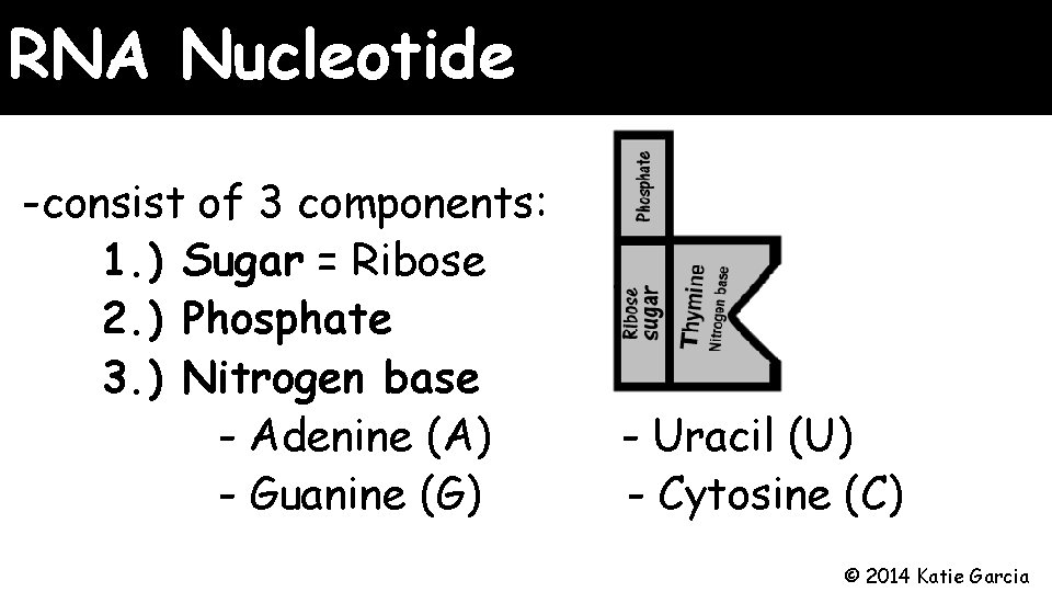 RNA Nucleotide -consist of 3 components: 1. ) Sugar = Ribose 2. ) Phosphate