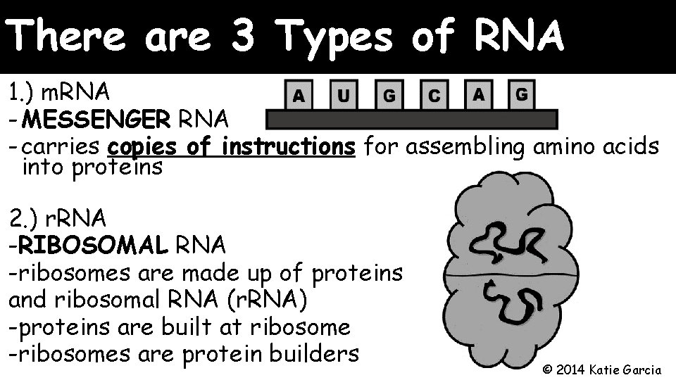 There are 3 Types of RNA 1. ) m. RNA - MESSENGER RNA -