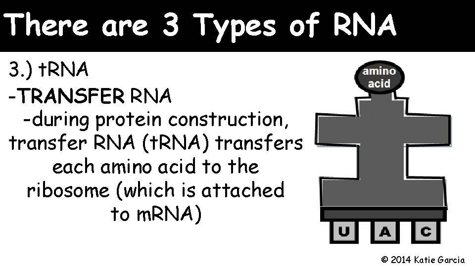 There are 3 Types of RNA 3. ) t. RNA -TRANSFER RNA -during protein