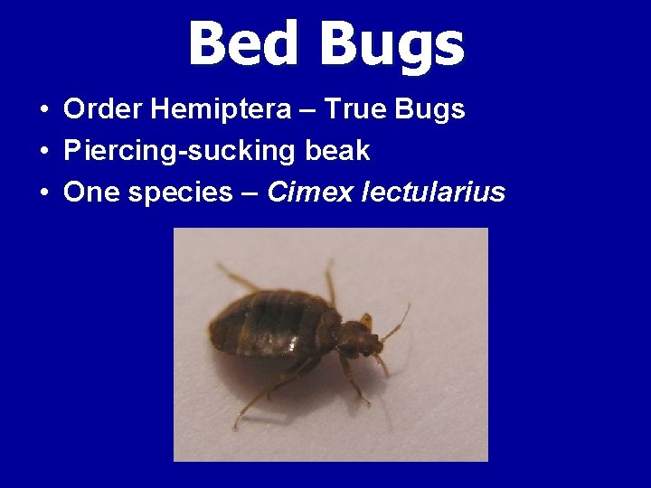 Bed Bugs • • • Order Hemiptera – True Bugs Piercing-sucking beak One species