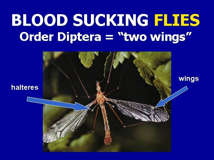 BLOOD SUCKING FLIES Order Diptera = “two wings” wings halteres 