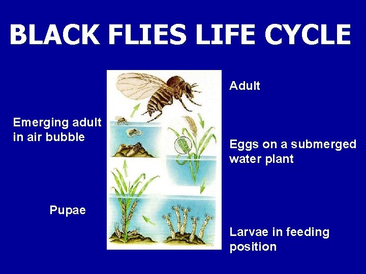 BLACK FLIES LIFE CYCLE Adult Emerging adult in air bubble Eggs on a submerged