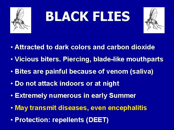 BLACK FLIES • Attracted to dark colors and carbon dioxide • Vicious biters. Piercing,