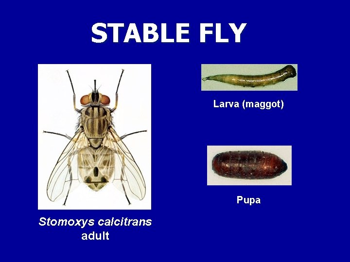 STABLE FLY Larva (maggot) Pupa Stomoxys calcitrans adult 