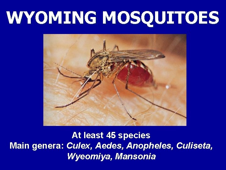 WYOMING MOSQUITOES At least 45 species Main genera: Culex, Aedes, Anopheles, Culiseta, Wyeomiya, Mansonia