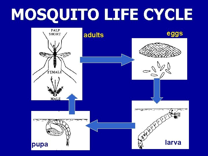 MOSQUITO LIFE CYCLE adults pupa eggs larva 