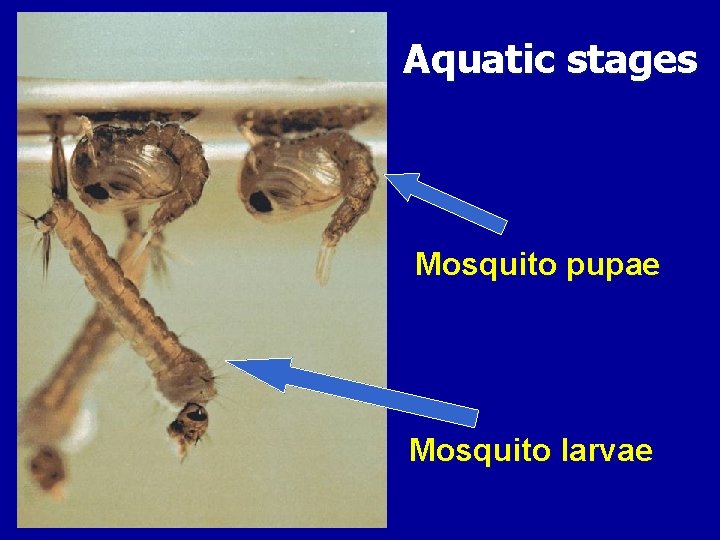 Aquatic stages Mosquito pupae Mosquito larvae 