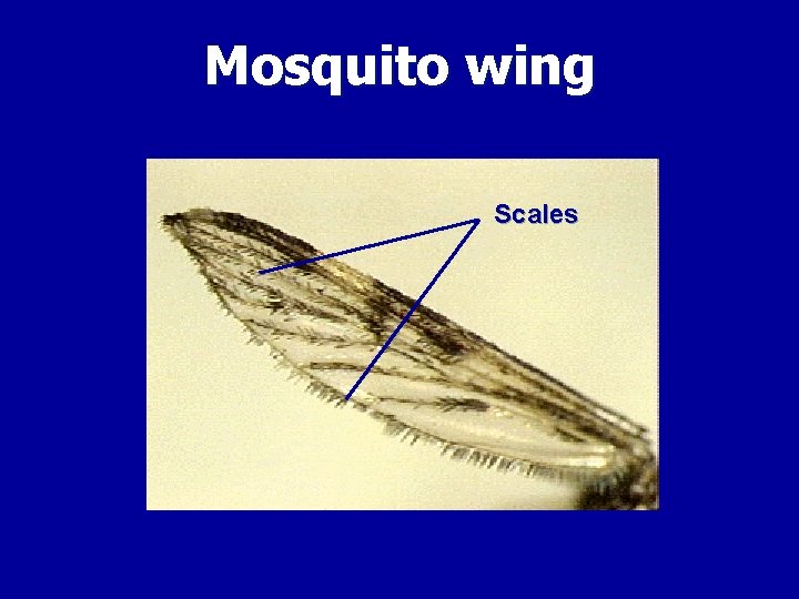 Mosquito wing Scales 