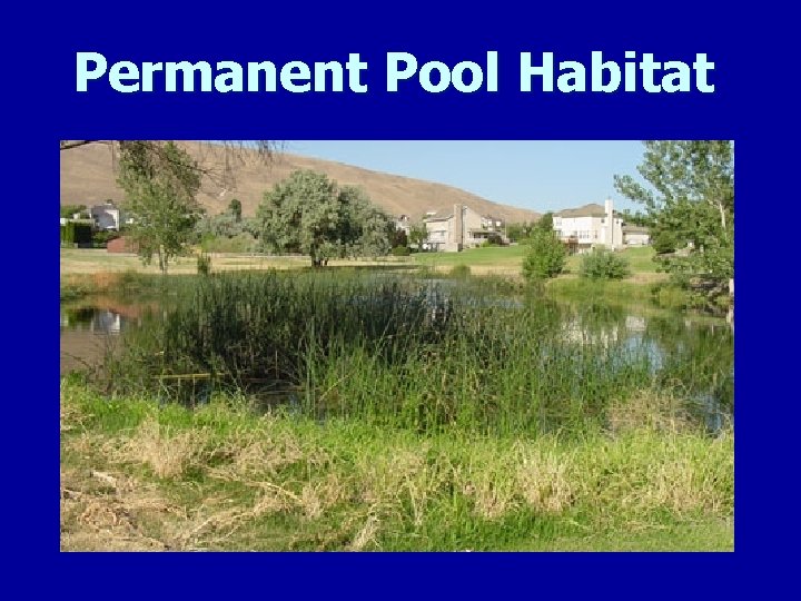 Permanent Pool Habitat 