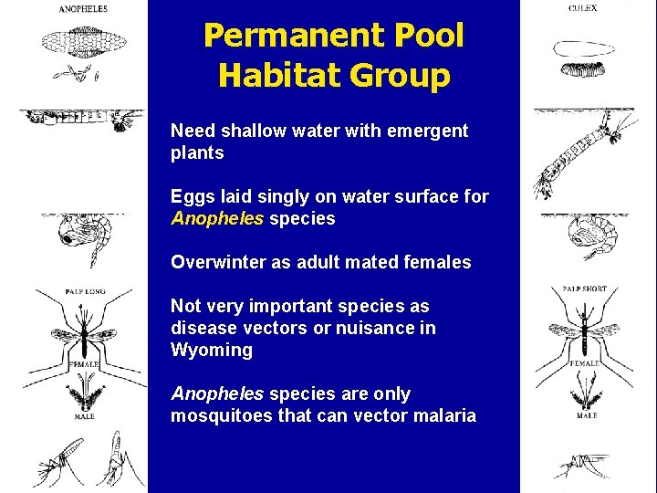 Permanent Pool Habitat Group Need shallow water with emergent plants Eggs laid singly on