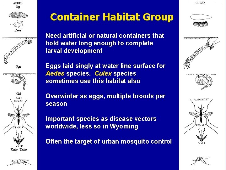 Container Habitat Group Need artificial or natural containers that hold water long enough to