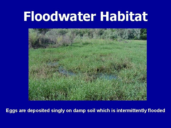 Floodwater Habitat Eggs are deposited singly on damp soil which is intermittently flooded 