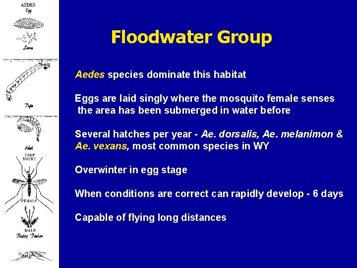 Floodwater Group Aedes species dominate this habitat Eggs are laid singly where the mosquito