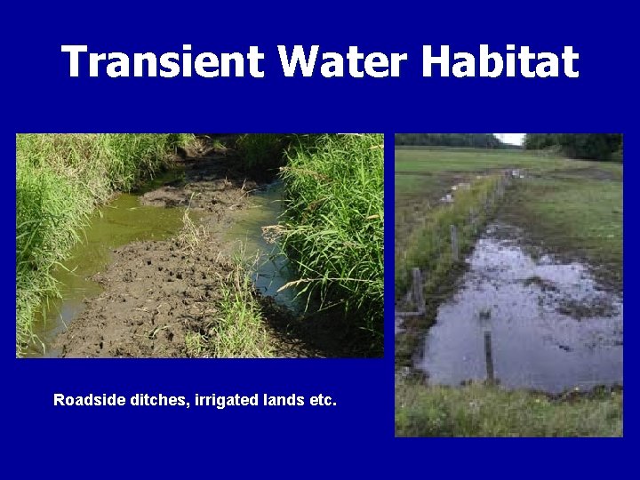 Transient Water Habitat Roadside ditches, irrigated lands etc. 