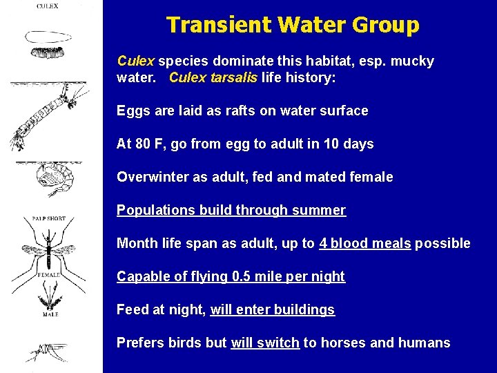 Transient Water Group Culex species dominate this habitat, esp. mucky water. Culex tarsalis life
