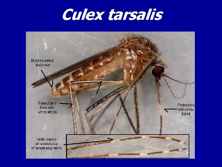 Culex tarsalis 
