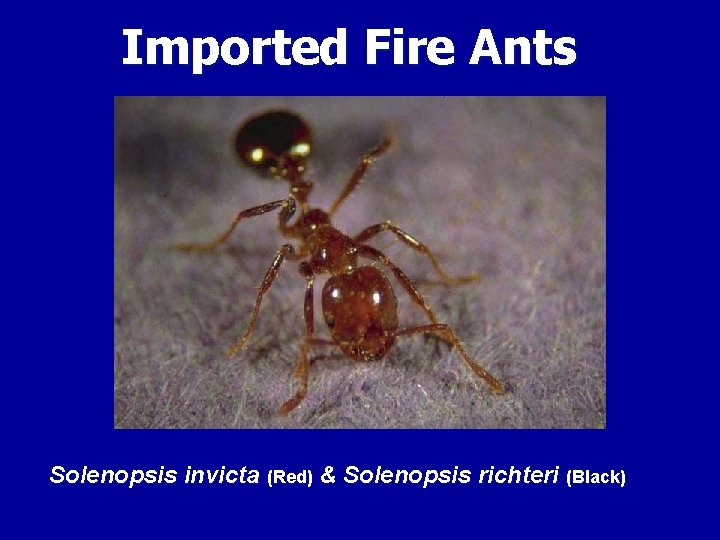 Imported Fire Ants Solenopsis invicta (Red) & Solenopsis richteri (Black) 