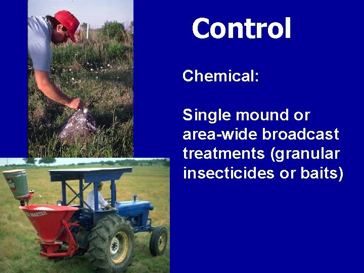 Control Chemical: Single mound or area-wide broadcast treatments (granular insecticides or baits) 